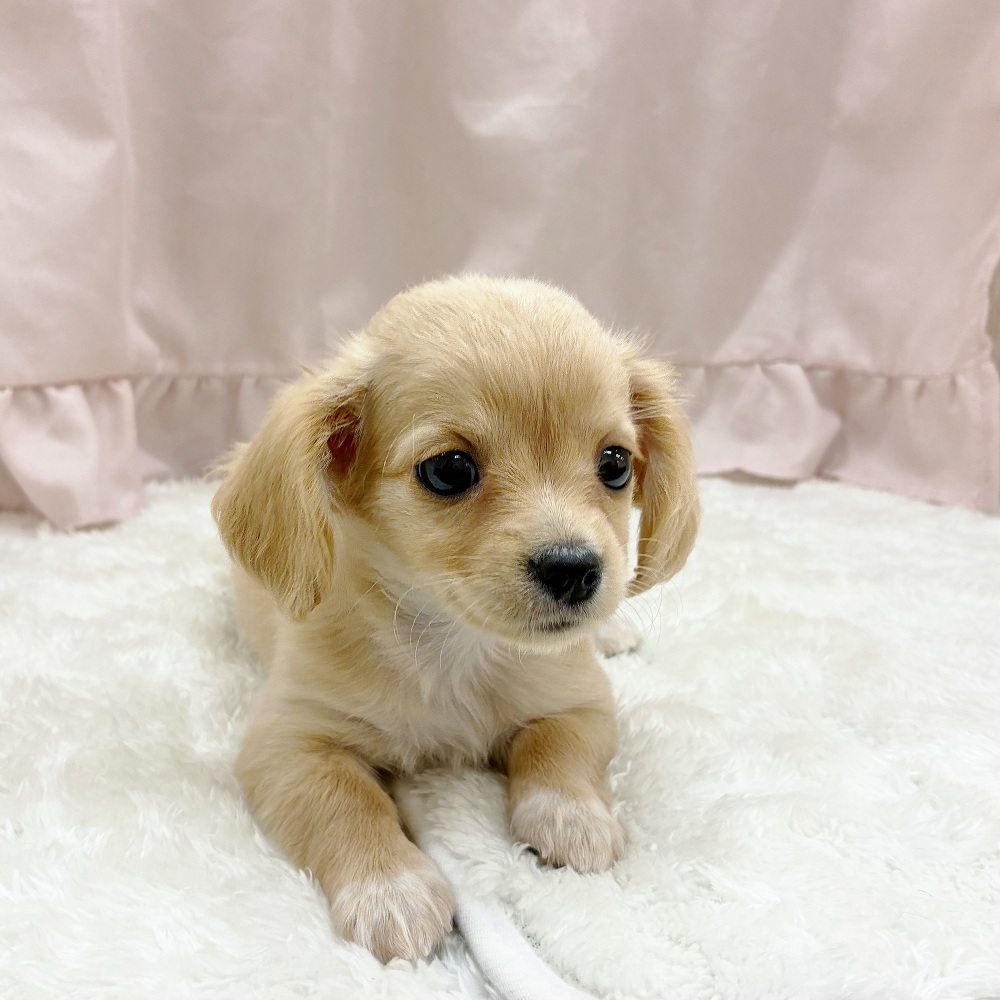 愛知県のチワックス(チワワ×ダックス) (犬の家＆猫の里アミーゴ神の倉店/2025年6月25日生まれ/女の子/イエロー)の子犬の2枚目の画像