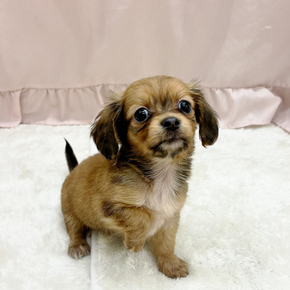 愛知県のチワックス(チワワ×ダックス) (犬の家＆猫の里アミーゴ神の倉店/2025年7月15日生まれ/女の子/レッド)の子犬の2枚目の画像