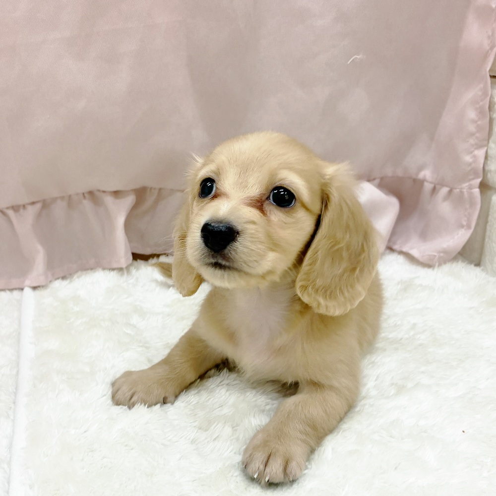愛知県のミニチュアダックスフンド(ロング) (犬の家＆猫の里アミーゴ神の倉店/2025年7月15日生まれ/女の子/イエロー)の子犬の2枚目の画像