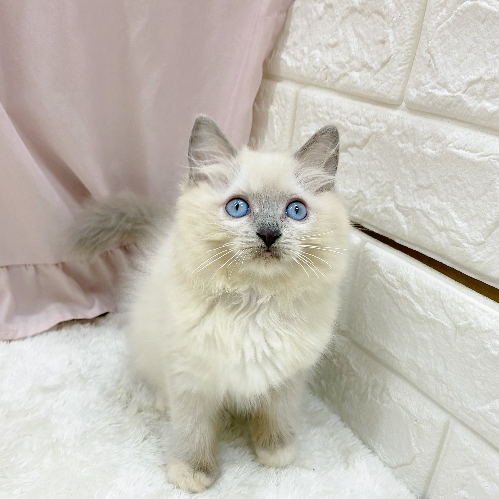 愛知県のラグドール (犬の家＆猫の里アミーゴ神の倉店/2025年7月19日生まれ/女の子/ブルーポイントミテッド)の子猫の2枚目の画像