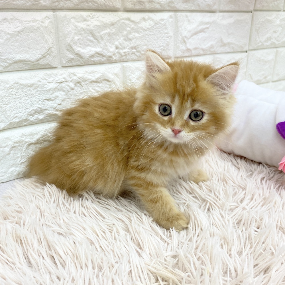 愛知県のミヌエット (犬の家＆猫の里MEGAドン・キホーテ東海名和店/2025年7月22日生まれ/女の子/レッドタビー)の子猫の1枚目の画像