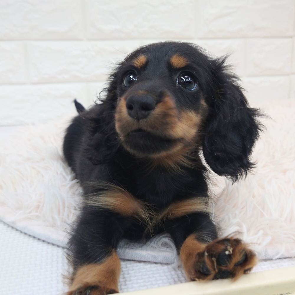 愛知県のミニチュアダックスフンド(ロング) (犬の家＆猫の里MEGAドン・キホーテ東海名和店/2025年7月22日生まれ/女の子/ブラックタン)の子犬の2枚目の画像