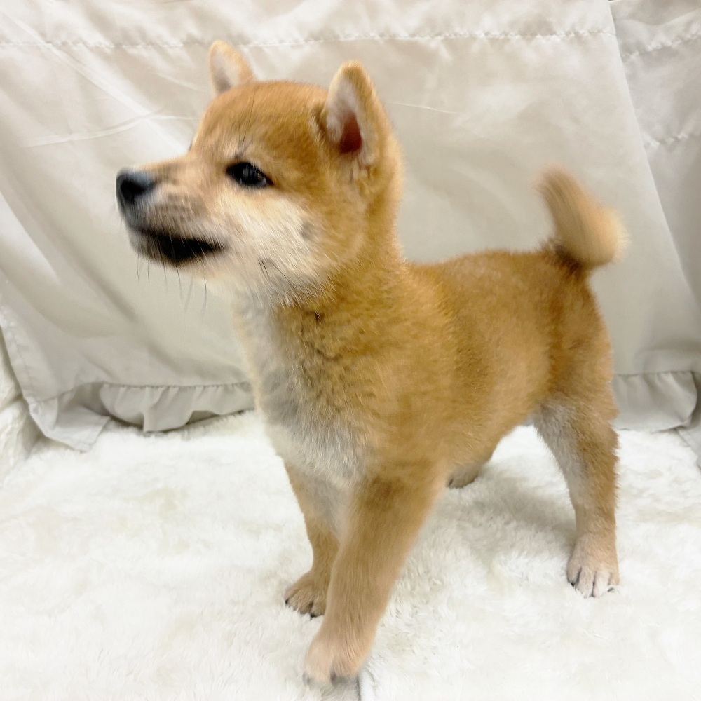 愛知県の柴犬(標準サイズ) (犬の家＆猫の里アミーゴ神の倉店/2025年7月26日生まれ/男の子/赤)の子犬の2枚目の画像