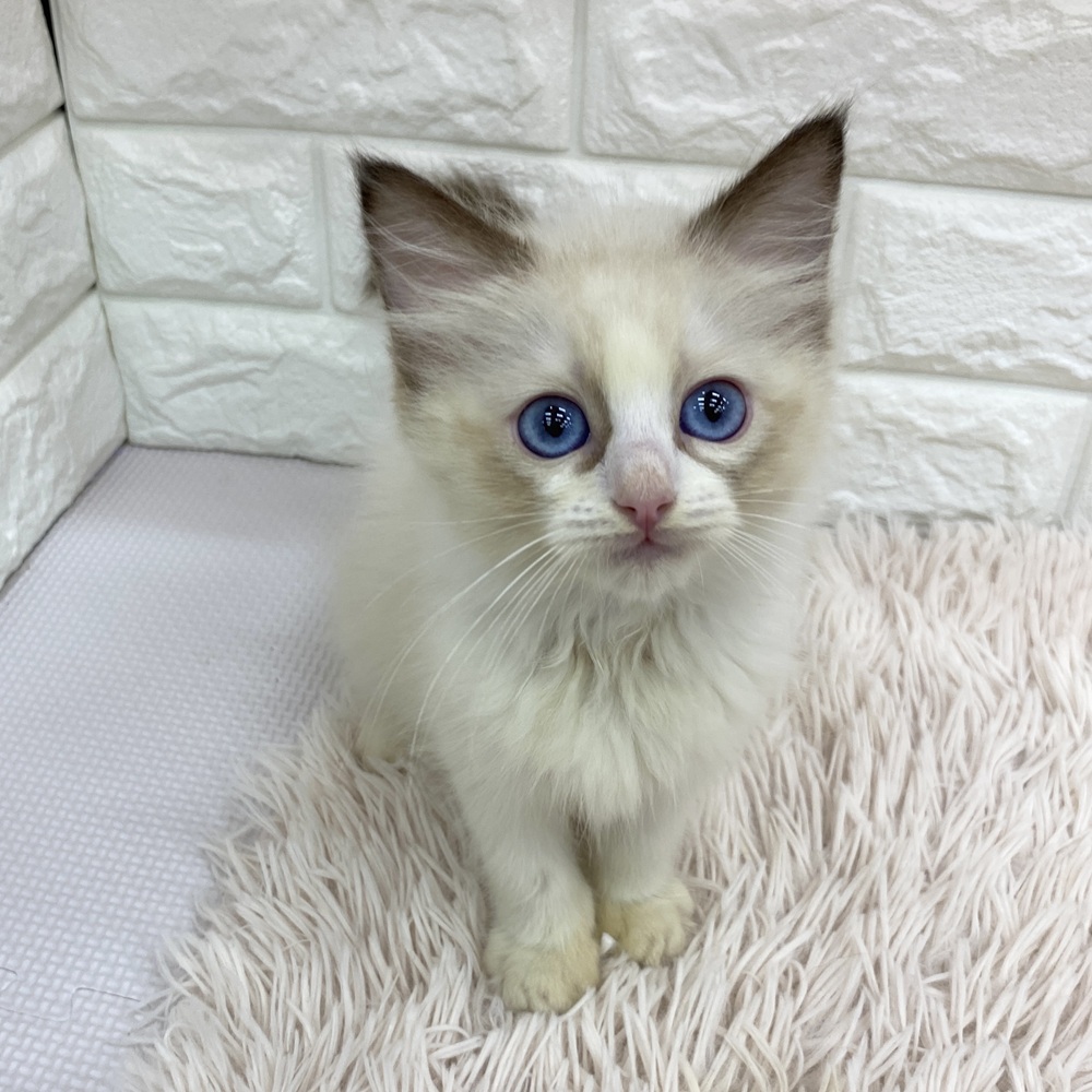 愛知県のラグドール (犬の家＆猫の里MEGAドン・キホーテ東海名和店/2025年7月26日生まれ/女の子/シールポイントバイカラー)の子猫の2枚目の画像