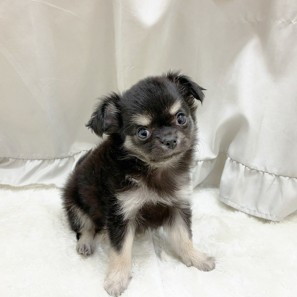 愛知県のチワワ(ロング) (犬の家＆猫の里アミーゴ神の倉店/2025年7月27日生まれ/男の子/ブラックタンホワイト)の子犬の2枚目の画像
