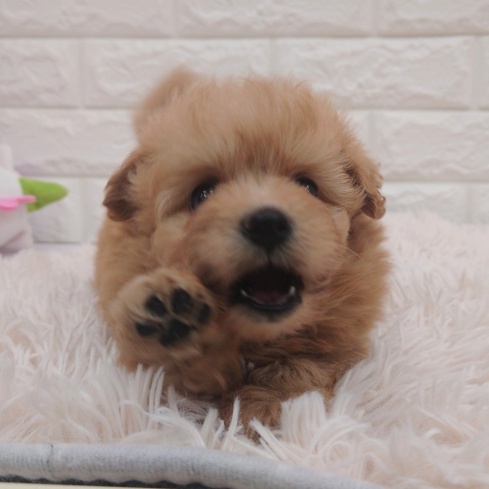 愛知県のポメプー(ポメラニアン×プードル) (犬の家＆猫の里MEGAドン・キホーテ東海名和店/2025年7月29日生まれ/男の子/アプリコット)の子犬の2枚目の画像