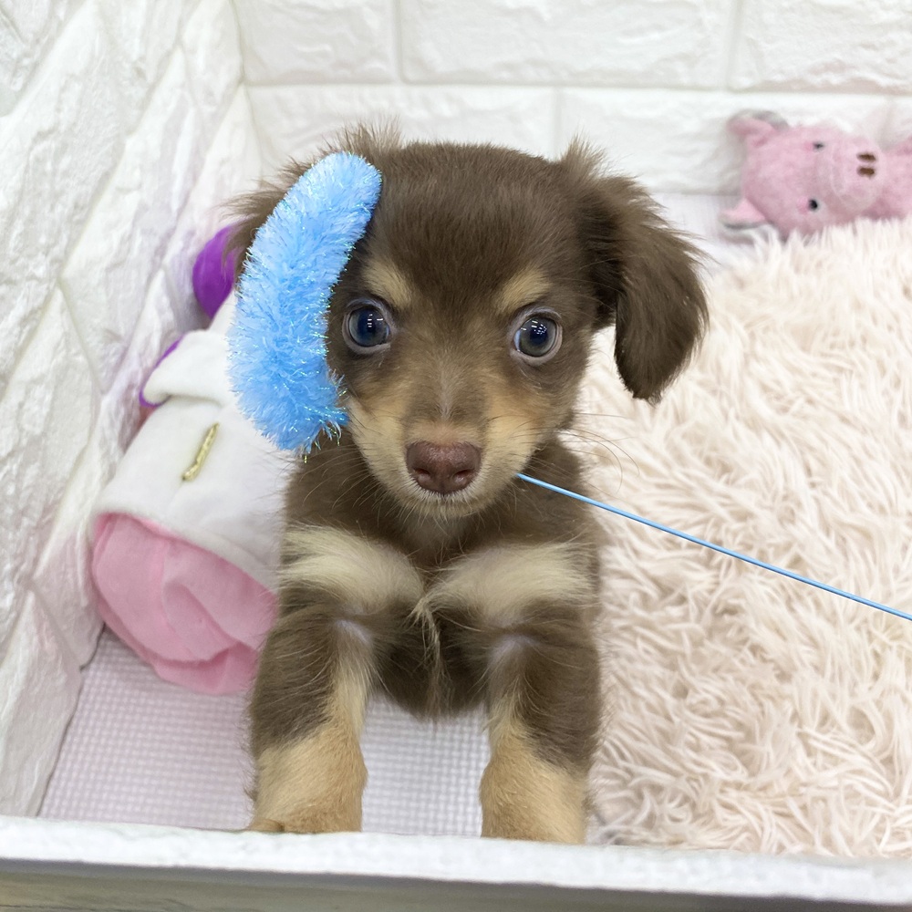 愛知県のチワックス(チワワ×ダックス) (犬の家＆猫の里MEGAドン・キホーテ東海名和店/2025年7月29日生まれ/男の子/チョコレートタン)の子犬の2枚目の画像