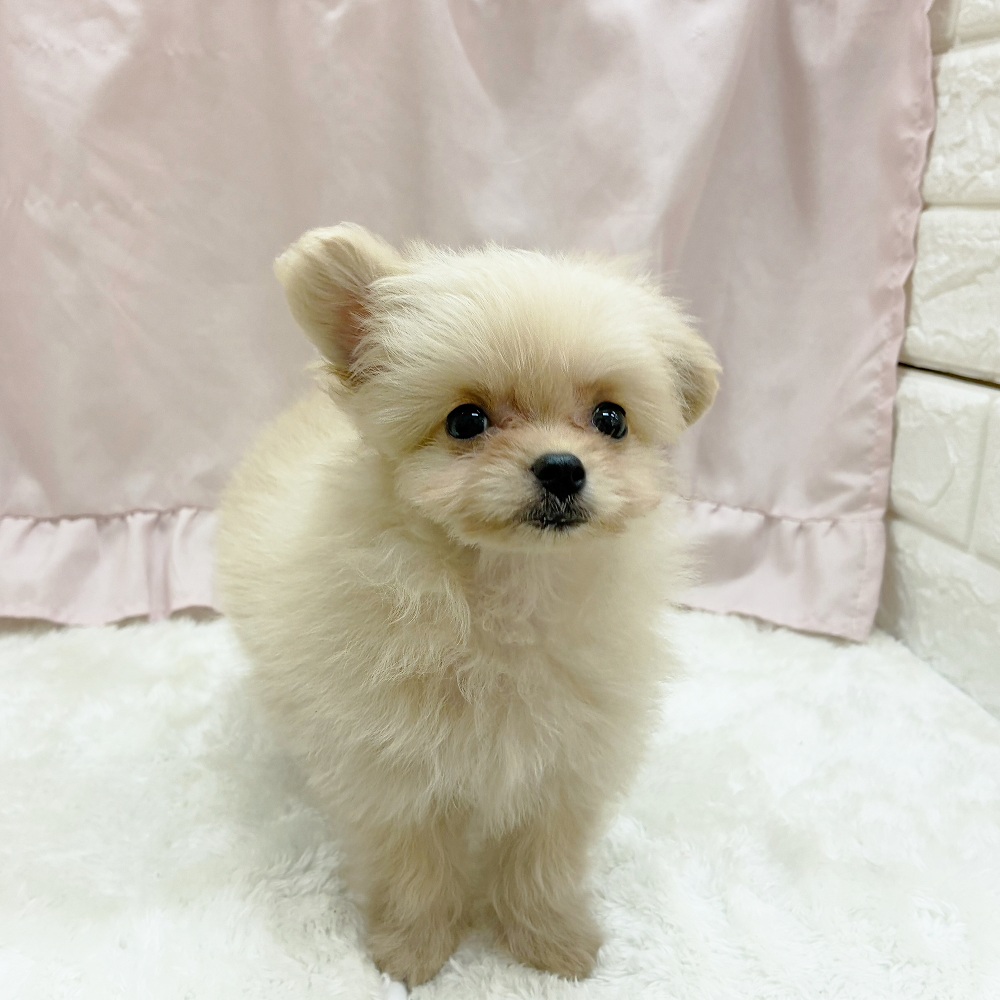 愛知県のポメプー(ポメラニアン×プードル) (犬の家＆猫の里アミーゴ神の倉店/2025年8月2日生まれ/女の子/クリーム)の子犬の2枚目の画像