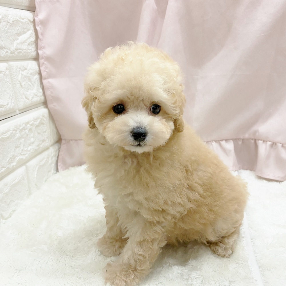 愛知県のトイプードル(トイ) (犬の家＆猫の里アミーゴ神の倉店/2025年8月5日生まれ/女の子/ペールフォーン)の子犬の2枚目の画像