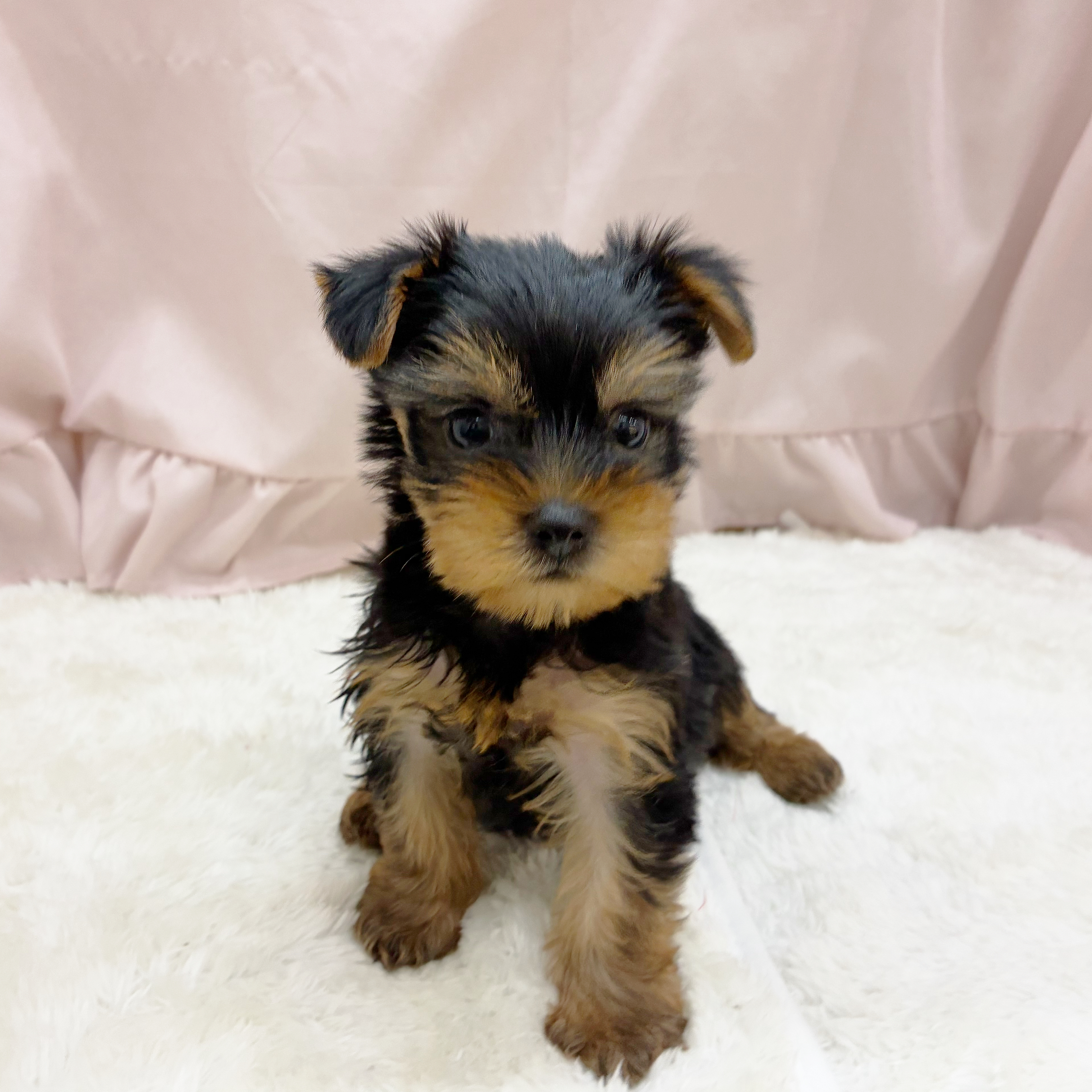 愛知県のヨークシャーテリア (犬の家＆猫の里アミーゴ神の倉店/2025年8月14日生まれ/女の子/スチールブルータン)の子犬の1枚目の画像