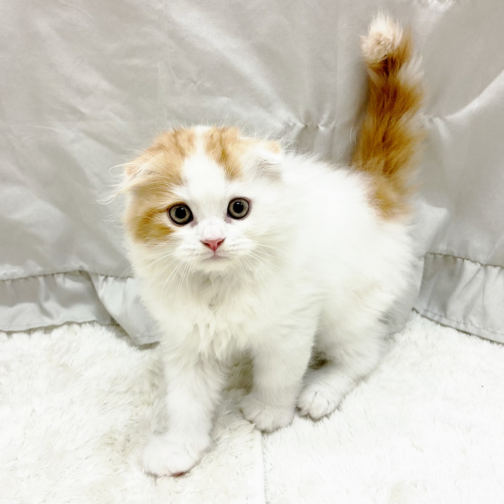 愛知県のスコティッシュフォールド (犬の家＆猫の里アミーゴ神の倉店/2025年8月18日生まれ/男の子/レッドタビーホワイトバン)の子猫の2枚目の画像