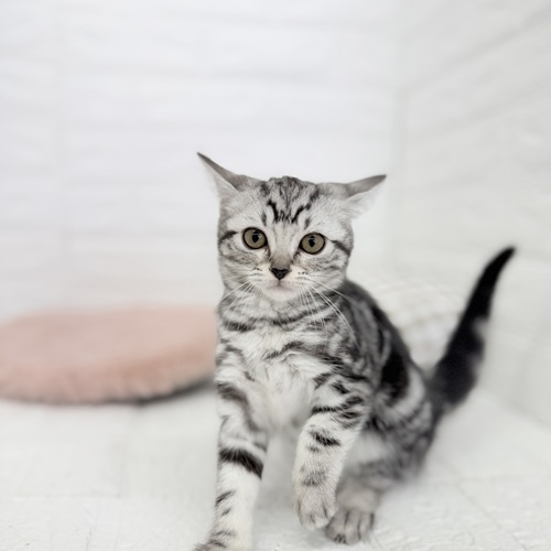 アメリカンショートヘア女の子の写真