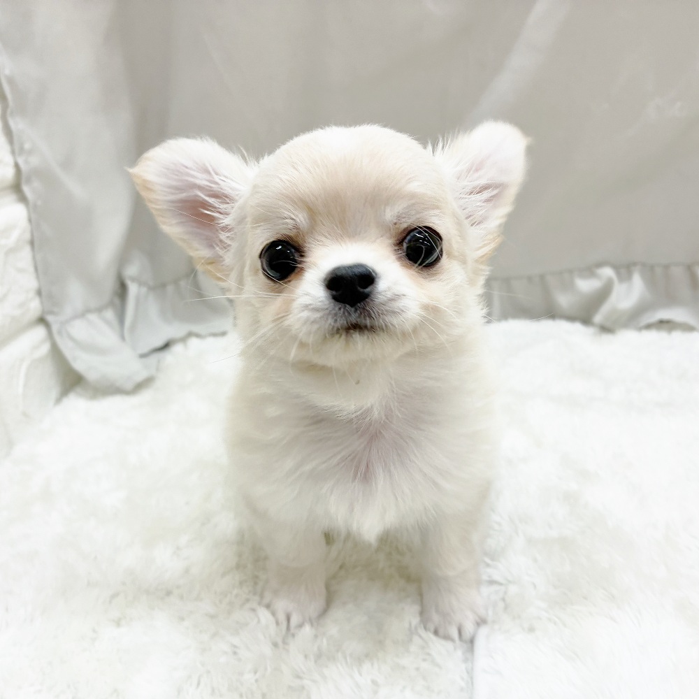 愛知県のチワワ(ロング) (犬の家＆猫の里アミーゴ神の倉店/2025年8月26日生まれ/男の子/クリームホワイト)の子犬の1枚目の画像