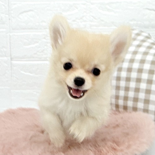 愛知県のポメチワ/チワポメ/ポメチー(ポメラニアン×チワワ) (犬の家＆猫の里豊川インター店/2025年8月29日生まれ/女の子/クリームホワイト)の子犬の2枚目の画像
