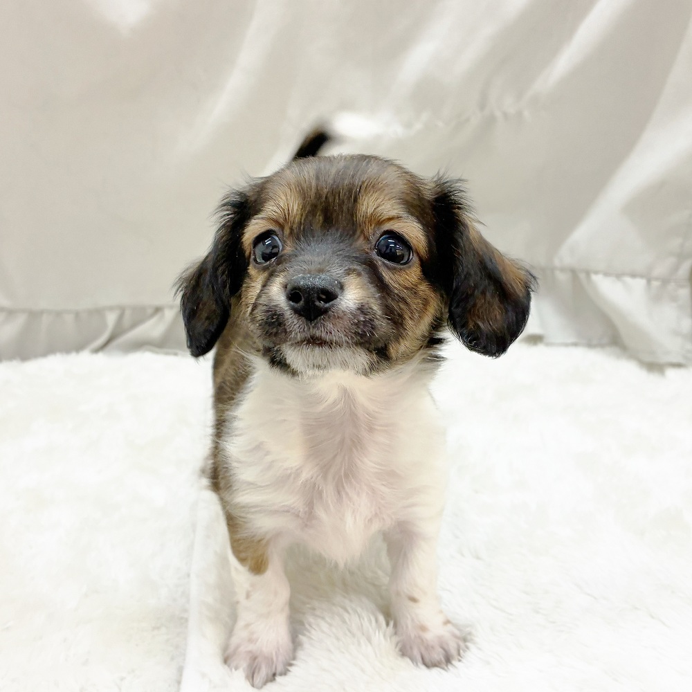 愛知県のチワックス(チワワ×ダックス) (犬の家＆猫の里アミーゴ神の倉店/2025年8月31日生まれ/男の子/レッドパイボールド)の子犬の1枚目の画像