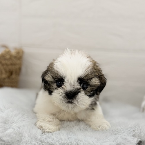愛知県のシーズー (犬の家＆猫の里岡崎店/2025年9月1日生まれ/男の子/ゴールドホワイト)の子犬の1枚目の画像