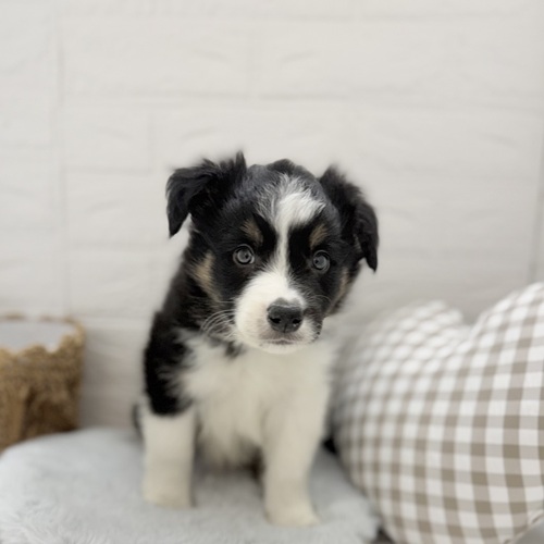 愛知県のボーダーコリー (犬の家＆猫の里豊川インター店/2025年9月1日生まれ/男の子/トライカラー)の子犬の1枚目の画像