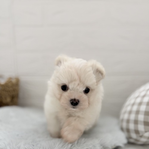 愛知県のチワマル/マルチワ(チワワ×マルチーズ) (犬の家＆猫の里豊川インター店/2025年9月2日生まれ/男の子/クリーム)の子犬の2枚目の画像