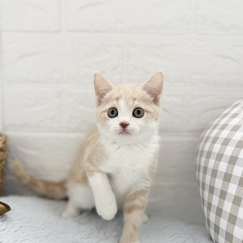 愛知県のミヌエット (犬の家＆猫の里豊川インター店/2025年9月2日生まれ/男の子/クリームタビーホワイト)の子猫の1枚目の画像