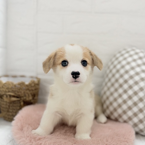 愛知県のウェルシュコーギーペンブローク (犬の家＆猫の里豊川インター店/2025年9月2日生まれ/女の子/セーブルホワイト)の子犬の1枚目の画像