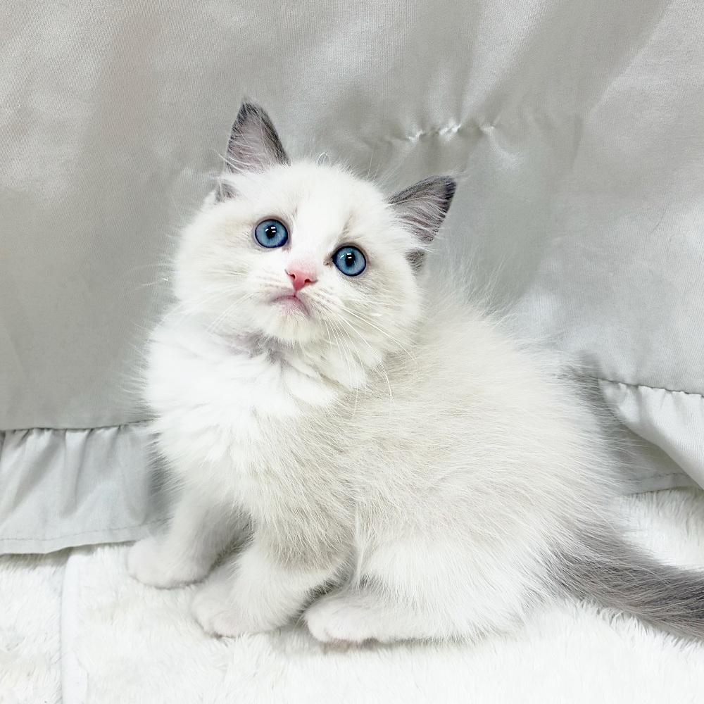 ラグドール男の子の写真