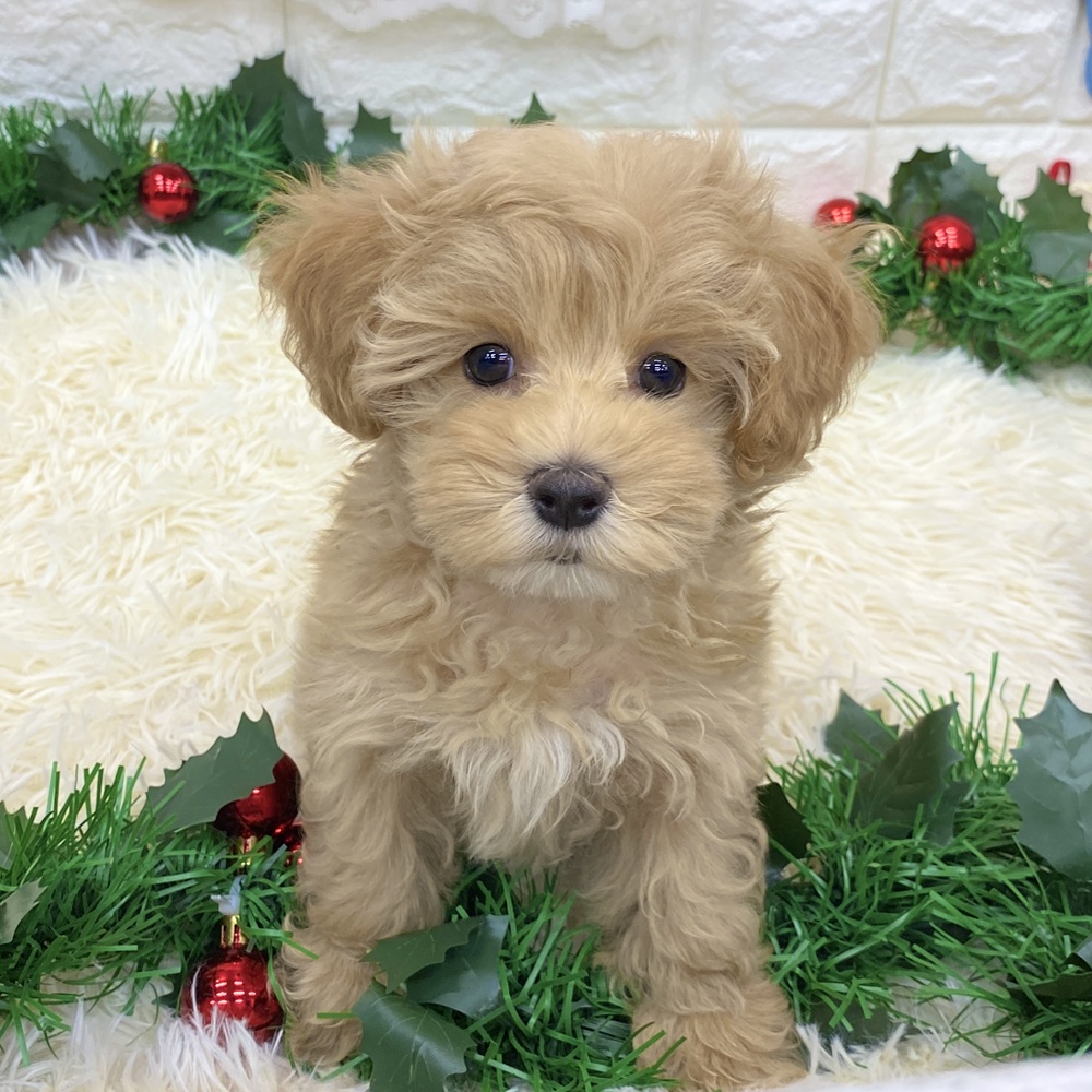 愛知県のマルプー(マルチーズ×プードル) (犬の家＆猫の里MEGAドン・キホーテ東海名和店/2025年9月7日生まれ/女の子/アプリコット)の子犬の2枚目の画像