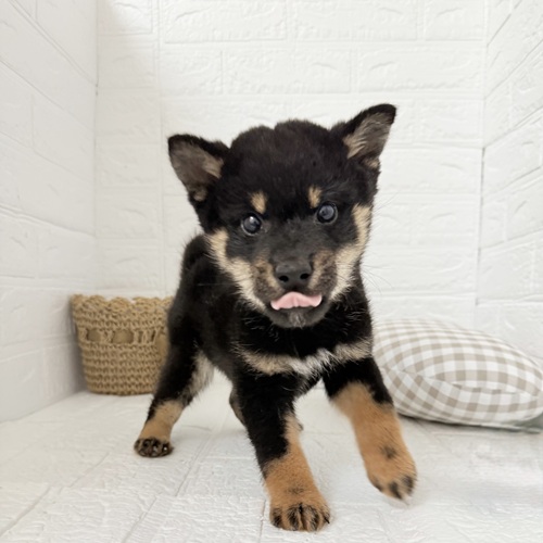 愛知県の柴犬(標準サイズ) (犬の家＆猫の里豊川インター店/2025年9月4日生まれ/男の子/黒)の子犬の1枚目の画像
