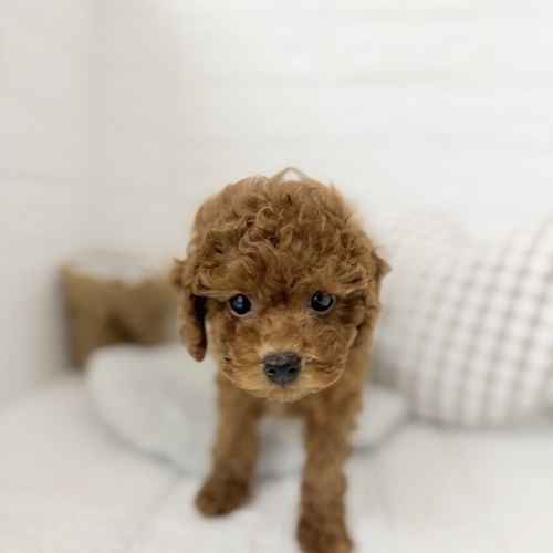 愛知県のトイプードル(トイ) (犬の家＆猫の里豊川インター店/2025年9月7日生まれ/男の子/レッド)の子犬の1枚目の画像