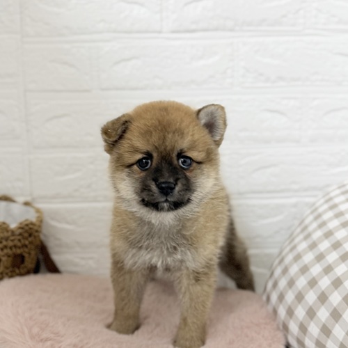 愛知県のポメ柴/豆ポメ/ポメ豆柴(ポメラニアン×柴犬) (犬の家＆猫の里豊川インター店/2025年9月8日生まれ/女の子/赤)の子犬の1枚目の画像