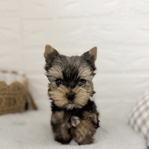 愛知県のヨークシャーテリア (犬の家＆猫の里豊川インター店/2025年9月7日生まれ/男の子/スチールブルータン)の子犬の1枚目の画像