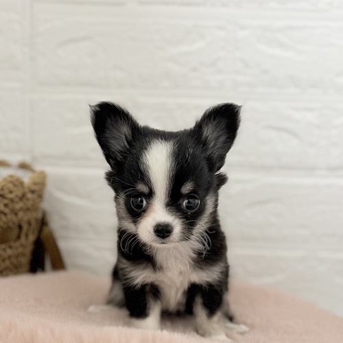 愛知県のチワワ(ロング) (犬の家＆猫の里豊川インター店/2025年9月7日生まれ/女の子/ブラックタンホワイト)の子犬の1枚目の画像