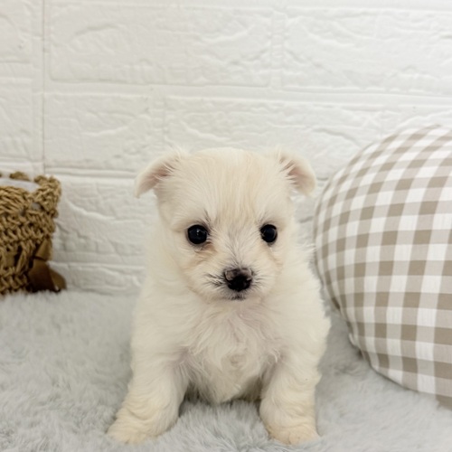 愛知県のハーフ犬・ミックス犬 (犬の家＆猫の里豊川インター店/2025年9月7日生まれ/男の子/ホワイト)の子犬の1枚目の画像