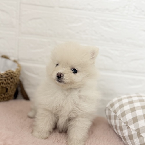 愛知県のポメラニアン (犬の家＆猫の里豊川インター店/2025年9月7日生まれ/女の子/クリーム)の子犬の1枚目の画像