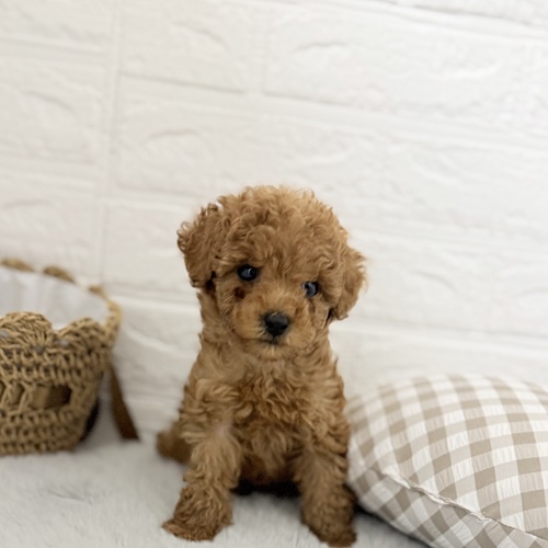 愛知県のトイプードル(トイ) (犬の家＆猫の里豊川インター店/2025年9月8日生まれ/男の子/レッド)の子犬の1枚目の画像