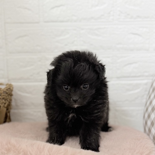 愛知県のポメプー(ポメラニアン×プードル) (犬の家＆猫の里豊川インター店/2025年9月9日生まれ/女の子/ブラック)の子犬の1枚目の画像