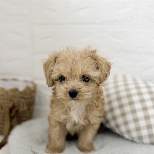 愛知県のチワプー/プーチー(チワワ×プードル) (犬の家＆猫の里豊川インター店/2025年9月8日生まれ/男の子/アプリコットホワイト)の子犬の1枚目の画像