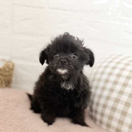 愛知県のチワプー/プーチー(チワワ×プードル) (犬の家＆猫の里豊川インター店/2025年9月12日生まれ/女の子/ブラック)の子犬の2枚目の画像