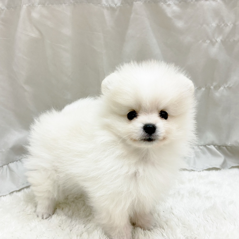 愛知県のポメラニアン (犬の家＆猫の里アミーゴ神の倉店/2025年9月13日生まれ/男の子/クリーム)の子犬の2枚目の画像