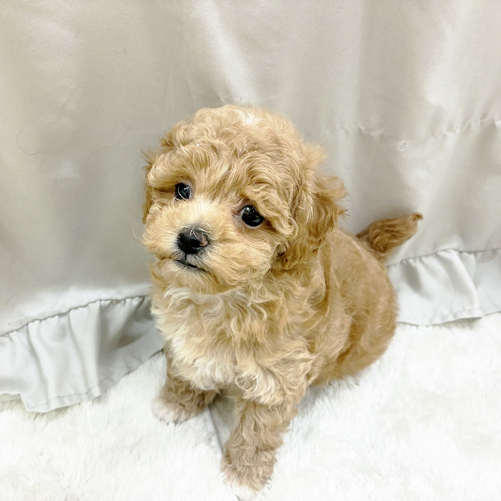 愛知県のマルプー(マルチーズ×プードル) (犬の家＆猫の里アミーゴ神の倉店/2025年9月16日生まれ/男の子/アプリコット)の子犬の2枚目の画像