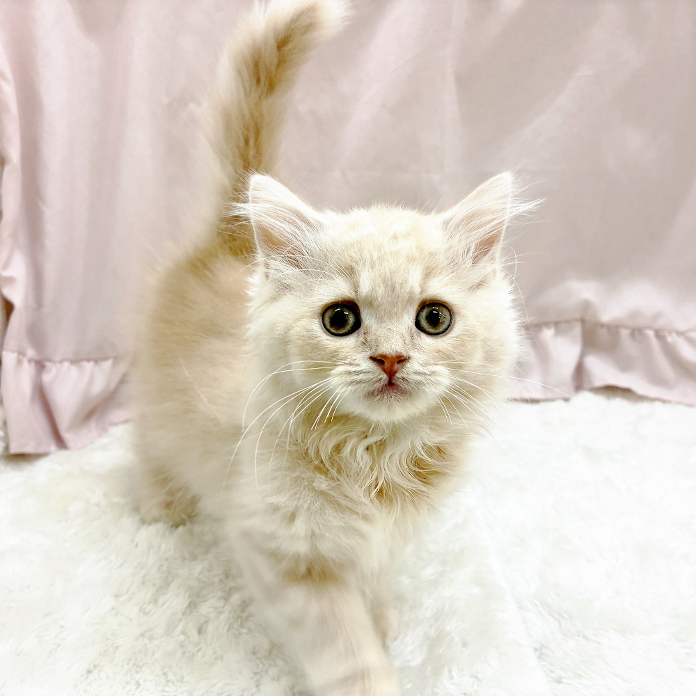 愛知県のスコティッシュフォールド (犬の家＆猫の里アミーゴ神の倉店/2025年9月9日生まれ/女の子/クリームタビー)の子猫の1枚目の画像