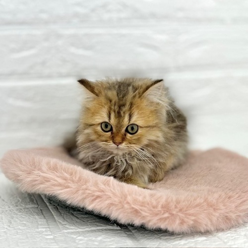 愛知県のペルシャ (犬の家＆猫の里豊川インター店/2025年9月21日生まれ/女の子/チンチラゴールデン)の子猫の1枚目の画像