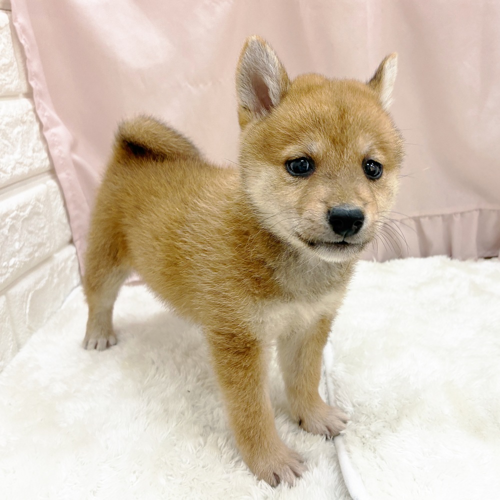 愛知県の柴犬(標準サイズ) (犬の家＆猫の里アミーゴ神の倉店/2025年9月21日生まれ/女の子/赤)の子犬の2枚目の画像