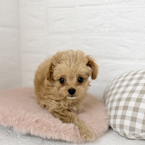 愛知県のチワプー/プーチー(チワワ×プードル) (犬の家＆猫の里豊川インター店/2025年9月27日生まれ/女の子/アプリコットホワイト)の子犬の2枚目の画像