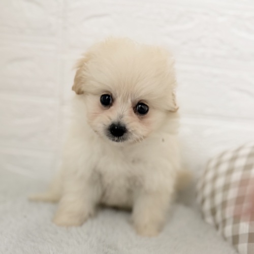 愛知県のポメプー(ポメラニアン×プードル) (犬の家＆猫の里豊川インター店/2025年9月28日生まれ/男の子/クリームホワイト)の子犬の1枚目の画像