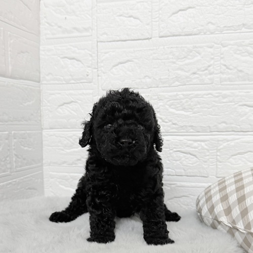 愛知県のトイプードル(トイ) (犬の家＆猫の里豊川インター店/2025年9月23日生まれ/男の子/ブラック)の子犬の1枚目の画像