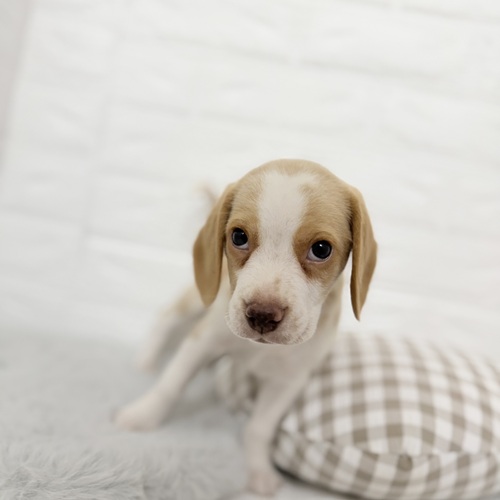 ビーグル男の子の写真