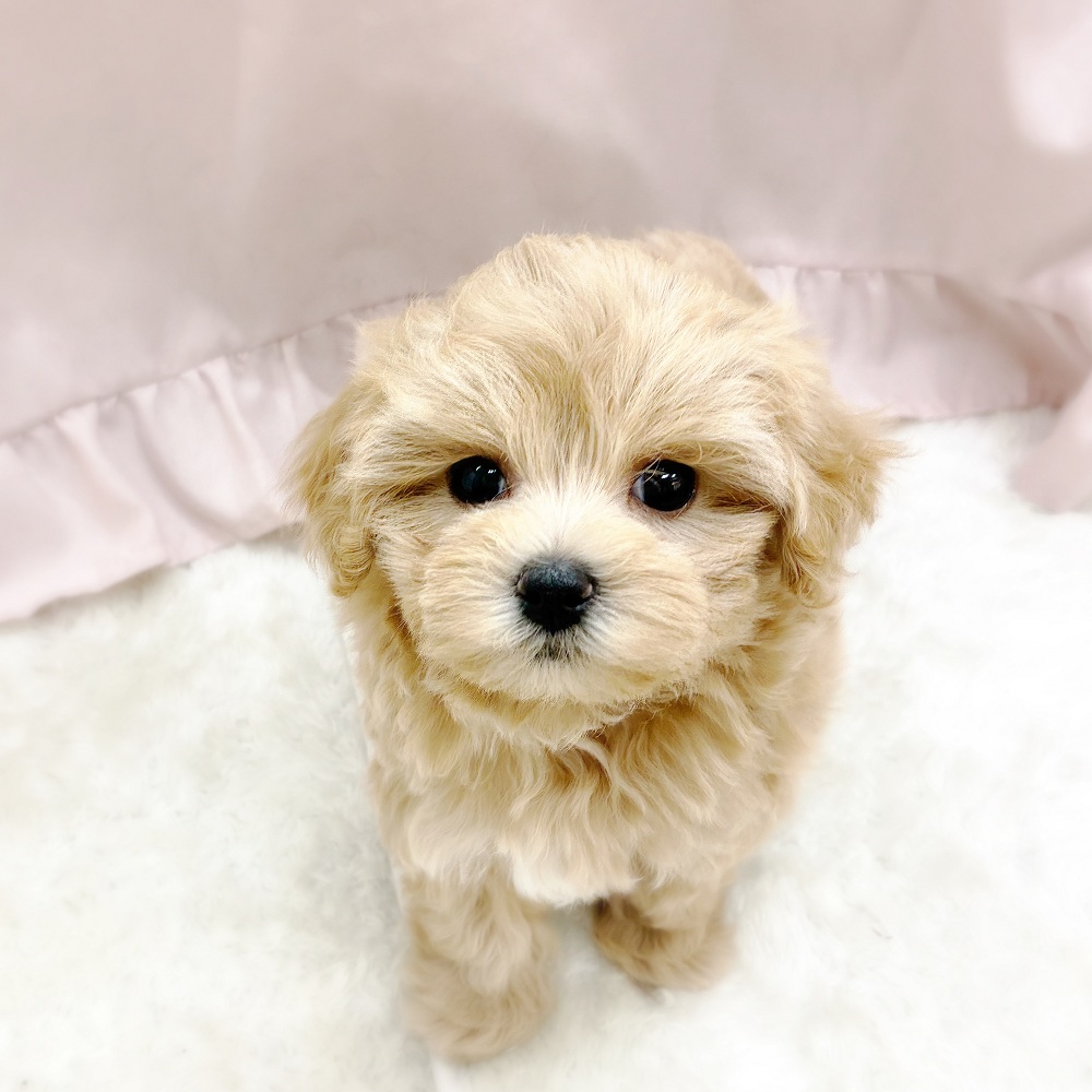 愛知県のマルプー(マルチーズ×プードル) (犬の家＆猫の里アミーゴ神の倉店/2025年10月1日生まれ/女の子/アプリコット)の子犬の1枚目の画像