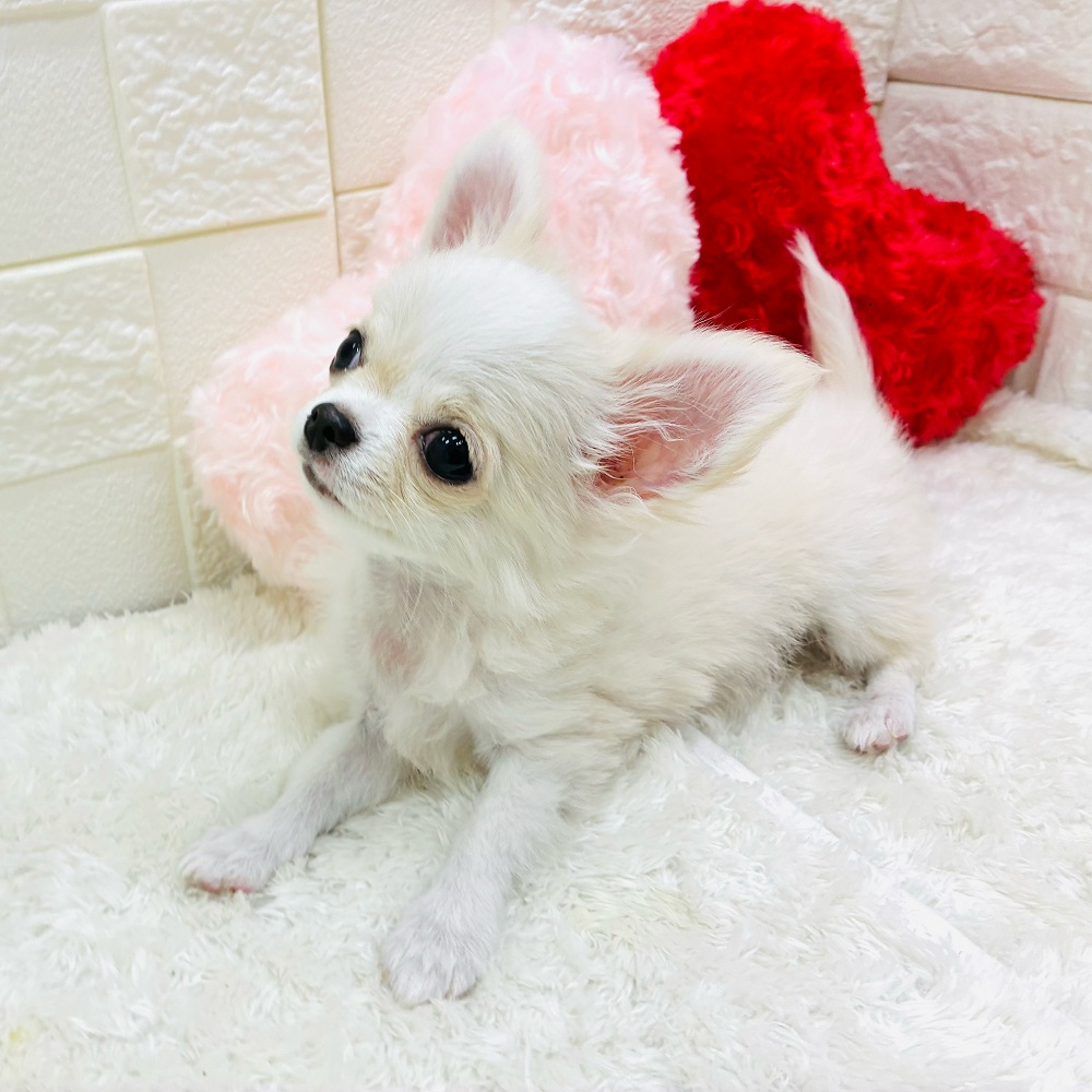 愛知県のチワワ(ロング) (犬の家＆猫の里アミーゴ神の倉店/2025年9月2日生まれ/男の子/クリームホワイト)の子犬の2枚目の画像