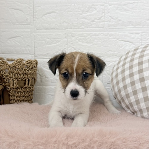 ジャックラッセルテリア女の子の写真