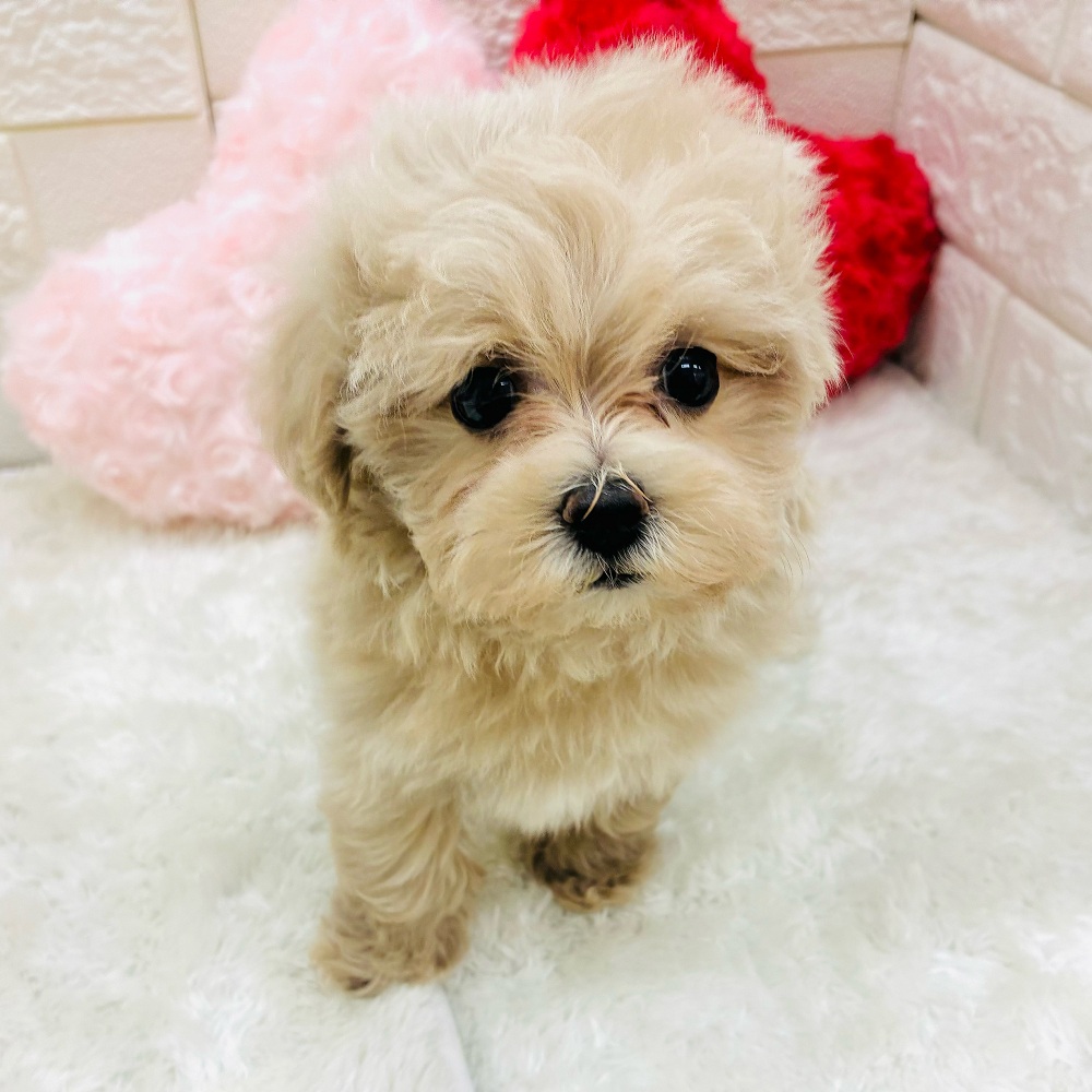 神奈川県のマルプー(マルチーズ×プードル) (犬の家＆猫の里相模原店/2025年10月6日生まれ/女の子/クリーム)の子犬の2枚目の画像